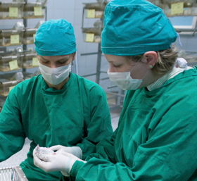 application in the SPF lab