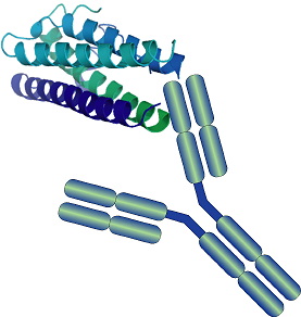 Anti-Drug Antibody